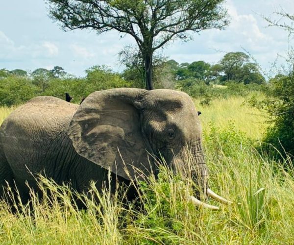Elephants View
