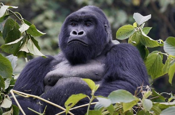 BWINDI GORILLA TREKKING – 4 days/3nights