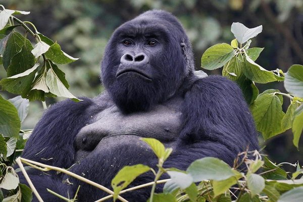 BWINDI GORILLA TREKKING – 4 days/3nights