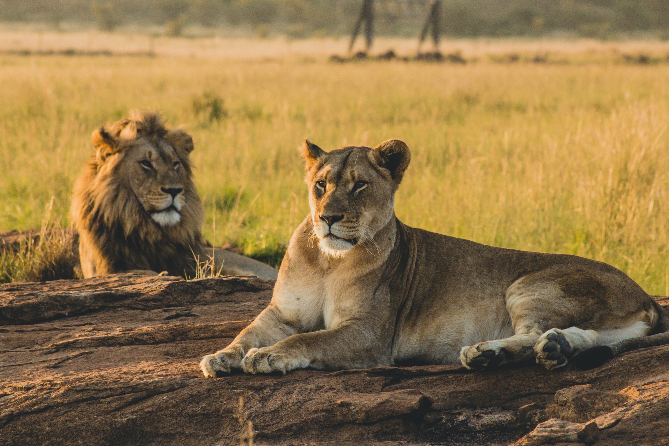 Queen Elizabeth National Park